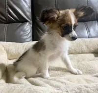 Skyla's AKC Girl 1, a female Papillon for sale in Belton, MO – 2 of 9