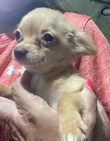 REDUCED: Precious TINY Girl, a female Chihuahua for sale in Belton, MO – 4 of 5