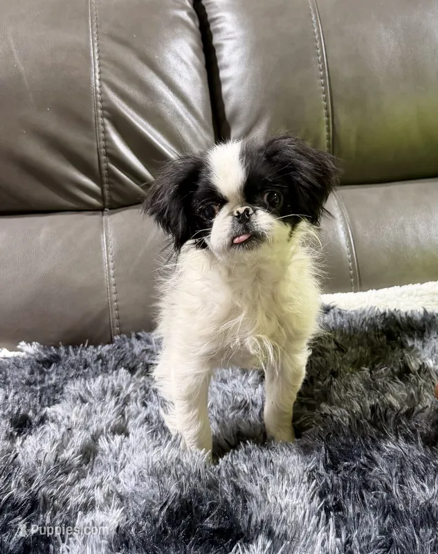 REDUCED:  Mimi's Boy 2 – Japanese Chin puppy for sale in Belton, MO