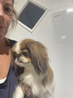 Truly, a female Japanese Chin for sale in Belton, MO – 2 of 3