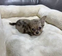 Neptune's Merle Boy, a male Chihuahua for sale in Belton, MO – 2 of 2