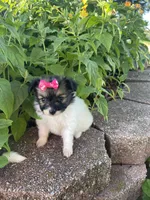 Skyla's Girl 2, a female Papillon for sale in Belton, MO – 2 of 4