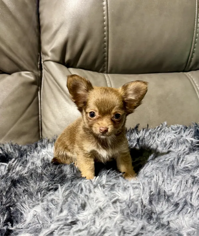 Precious Boy1 – Chihuahua puppy for sale in Belton, MO