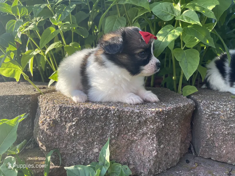 Skyla's Girl 1 – Papillon puppy for sale in Belton, MO