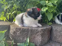 Skyla's Girl 1, a female Papillon for sale in Belton, MO – 1 of 4