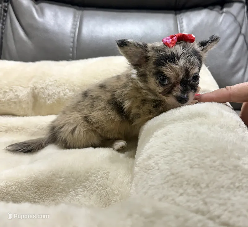 Neptune's Merle Girl – Chihuahua puppy for sale in Belton, MO