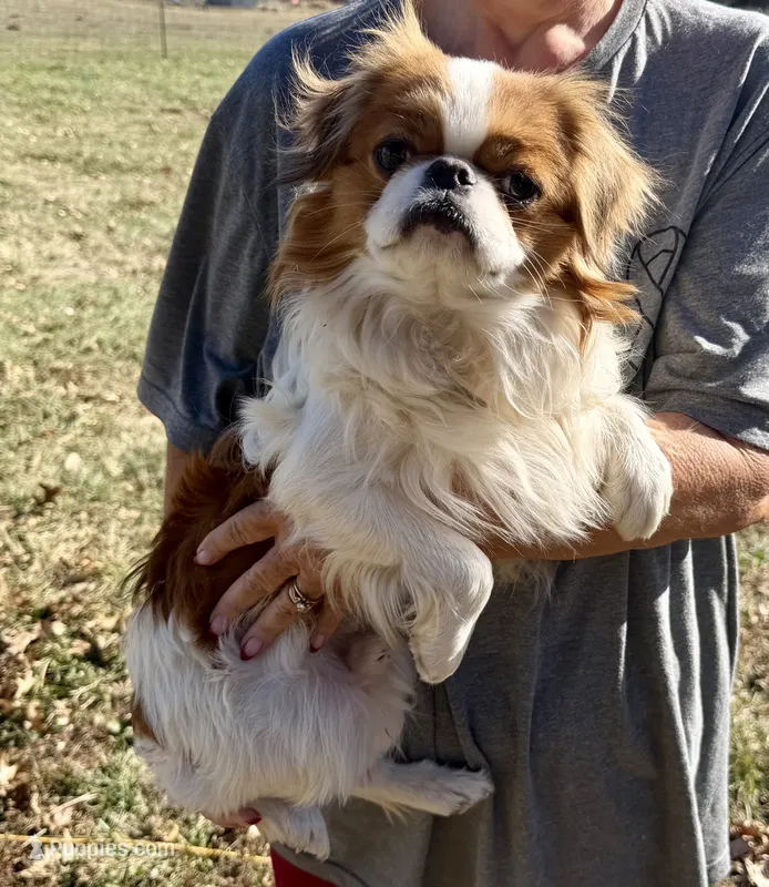 Suki – Japanese Chin puppy for sale in Belton, MO