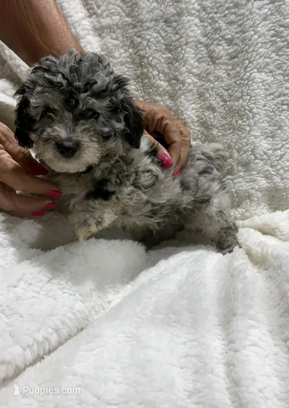 Latte's Merle Boy – Poodle - Toy  puppy for sale in Belton, MO