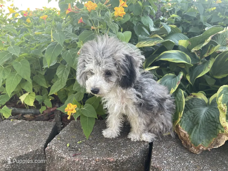 Chai's Beauty Boy – Poodle - Toy  puppy for sale in Belton, MO