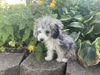 Chai's Beauty Boy, a male Poodle - Toy  for sale in Belton, MO – 5 of 10