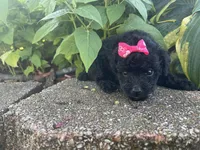Patches SILVER Girl #1, a female Poodle - Toy  for sale in Belton, MO – 4 of 4