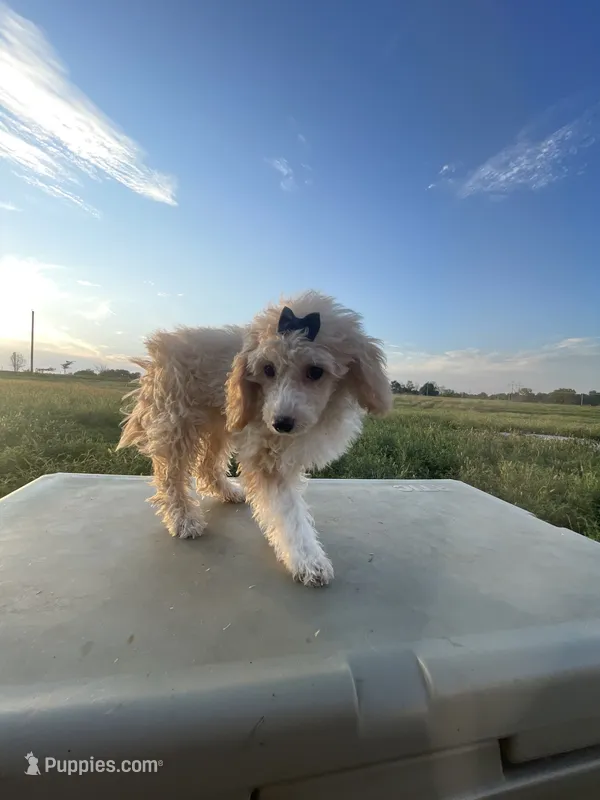 REDUCED: Patches Girl #2 – Poodle - Toy  puppy for sale in Belton, MO