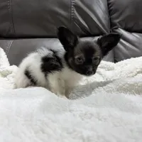 Miley's boy 2, a male Papillon for sale in Belton, MO – 3 of 3