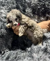 Chai's Boy, a male Poodle - Toy  for sale in Belton, MO – 2 of 3