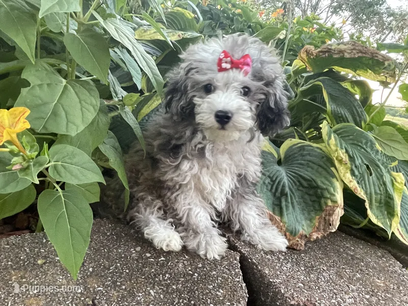 Chai's Girl – Poodle - Toy  puppy for sale in Belton, MO