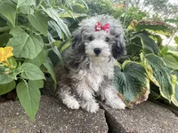 Chai's Girl, a female Poodle - Toy  for sale in Belton, MO – 1 of 6