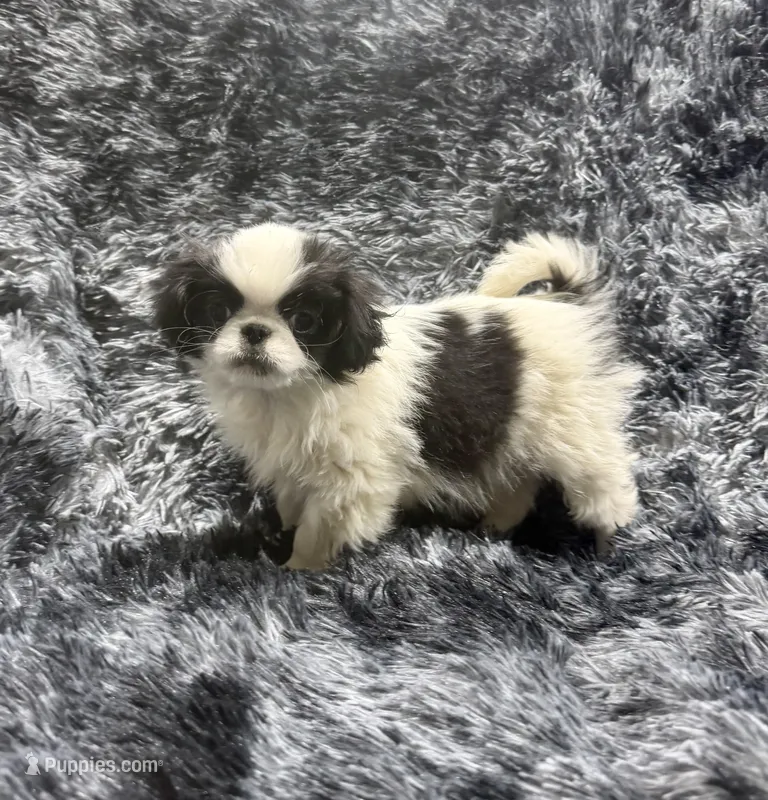 Mimi's Boy 2 – Japanese Chin puppy for sale in Belton, MO