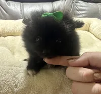 Bella's TINY Green Girl, a female Pomeranian for sale in Belton, MO – 1 of 1
