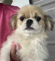 REDUCED:  Mimi's Boy 3, a male Japanese Chin for sale in Belton, MO – 3 of 5