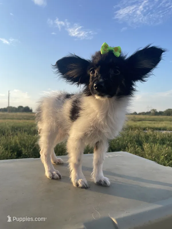 Skyla's AKC Girl 3 – Papillon puppy for sale in Belton, MO