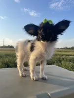 Skyla's AKC Girl 3, a female Papillon for sale in Belton, MO – 1 of 9