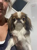 Truly, a female Japanese Chin for sale in Belton, MO – 3 of 3