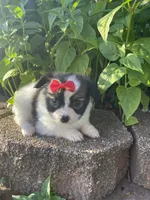 Skyla's Girl 1, a female Papillon for sale in Belton, MO – 2 of 4