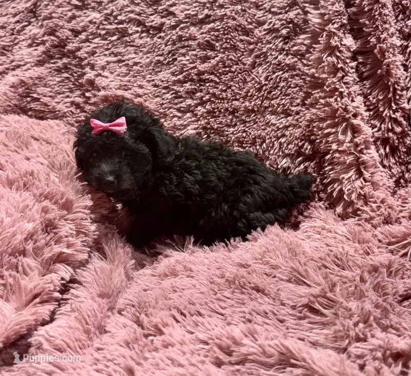 Latte's Silver Girl Pink – Poodle - Toy  puppy for sale in Belton, MO