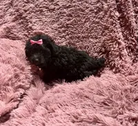 Latte's Silver Girl Pink, a female Poodle - Toy  for sale in Belton, MO – Photo 1 of 2