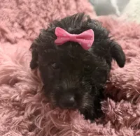 Latte's Silver Girl Pink, a female Poodle - Toy  for sale in Belton, MO – Photo 2 of 2