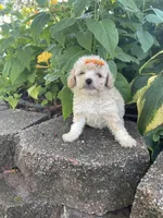 Patches Girl #2, a female Poodle - Toy  for sale in Belton, MO – 5 of 5