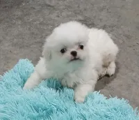 Minnies Boy, a male Japanese Chin and Pomeranian for sale in Belton, MO – 3 of 6