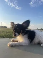 Skyla's AKC Boy 1, a male Papillon for sale in Belton, MO – 3 of 7