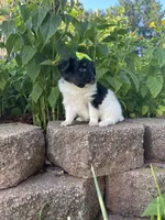 Skyla's Girl 3, a female Papillon for sale in Belton, MO – 4 of 4