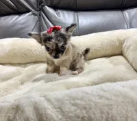 Neptune's Merle Girl, a female Chihuahua for sale in Belton, MO – 2 of 2