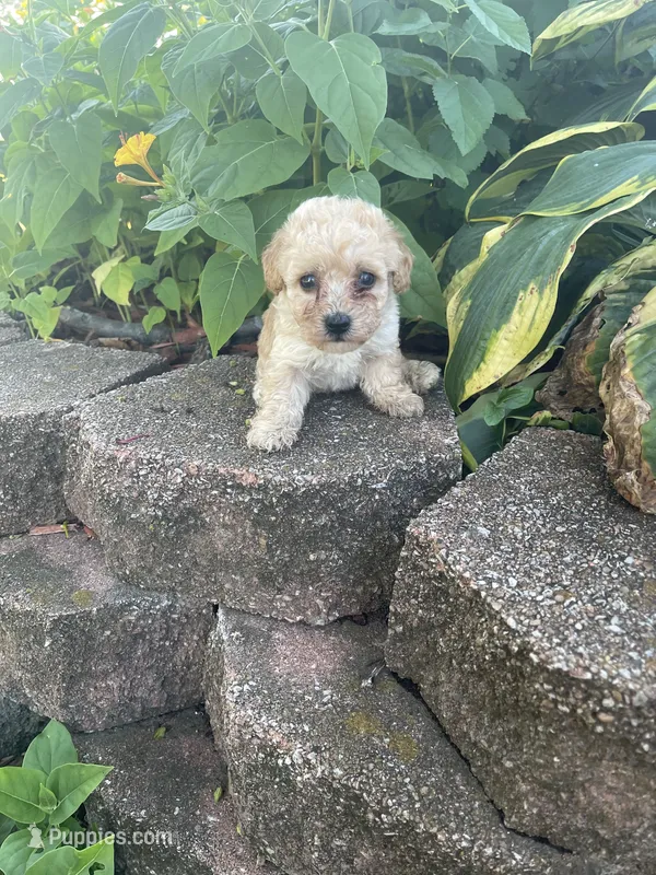 Mitten's TINY Tan Boy – Poodle - Toy  puppy for sale in Belton, MO