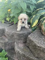Mitten's TINY Tan Boy, a male Poodle - Toy  for sale in Belton, MO – 1 of 3