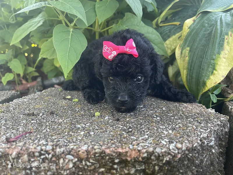 Patches SILVER Girl #1 – Poodle - Toy  puppy for sale in Belton, MO