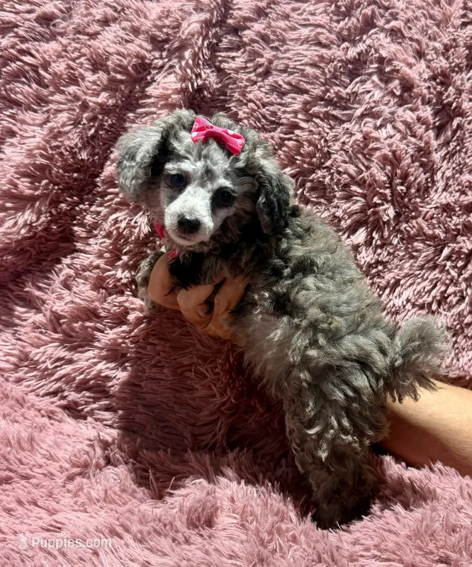 Chai's Girl – Poodle - Toy  puppy for sale in Belton, MO