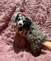 Chai's Girl, a female Poodle - Toy  for sale in Belton, MO – 1 of 2