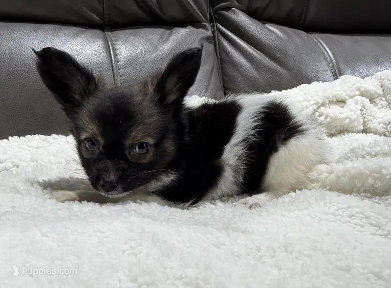 Miley's boy 1 – Papillon puppy for sale in Belton, MO