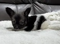 Miley's boy 1, a male Papillon for sale in Belton, MO – 1 of 2