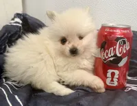 Bella's Special Girl, a female Pomeranian for sale in Belton, MO – Photo 1 of 2