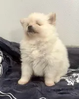 Bella's Special Girl, a female Pomeranian for sale in Belton, MO – Photo 2 of 2