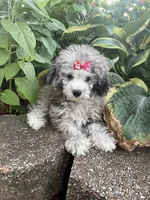 Chai's Girl, a female Poodle - Toy  for sale in Belton, MO – 3 of 6