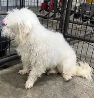 Prue, a female Maltese for sale in Belton, MO – Photo 3 of 3