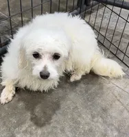 Prue, a female Maltese for sale in Belton, MO – Photo 1 of 3