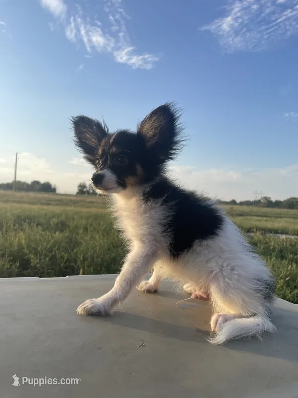 Skyla's AKC Boy 1 – Papillon puppy for sale in Belton, MO