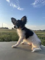 Skyla's AKC Boy 1, a male Papillon for sale in Belton, MO – 1 of 7