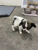 Kiley's Boy, a male Papillon for sale in Belton, MO – 4 of 4